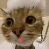 nnadsx