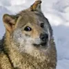 lonewolf.____