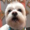 ktdaisy