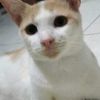 keyloly_