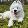 Diego The White Bear