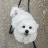 crowleythemaltese