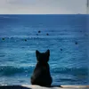 ameliarizt