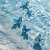 butterflies57937