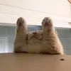 wprdesf