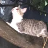 marchhhlechat