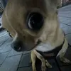 chew.chew.chewables