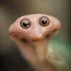 suckmy_discostick