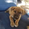 former_ankle_biter