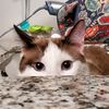 kitsunebell