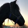 equestrian_emily16