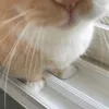 milkfake0