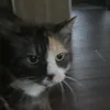 noficoffee