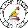 thebirdsfeather