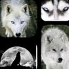 thalia333wolf