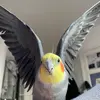 ✨ Kiki the cockatiel✨