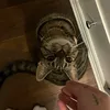 stinkybricheese