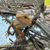 spikethedragon10