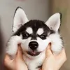 mariahusky3