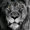 ahmedsady25