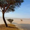abu fares