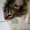 cat__guy_