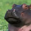 dangquanpr99