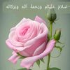 muhammadrohaan505