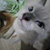 kithlyies