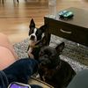 petunia_n_poki