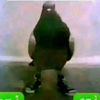 amirelbanna_