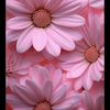 decoratedreams_nicole