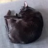 inalborsh