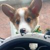 theodore_thecorg
