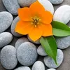 hiranwnazanin1