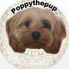 poppythepup_