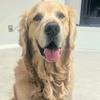 supercooperthegolden