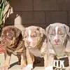 momof3americanbully