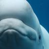 edgy_whale