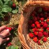 strawberry story🍓