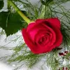 user2610332177077