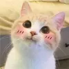 aessquared