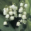 muguet_blanc2