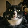 dansfreshtux
