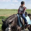 chenar246