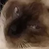 gnscmtoo