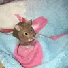 simbathehamster2