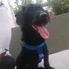 davidalarcc1