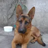 chappit_a
