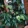 crzyplantldy